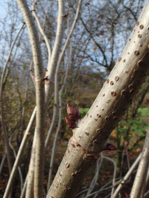 Sambucus tigranii bourgeons P18